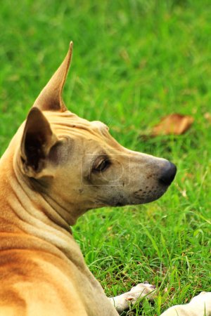 Téléchargez les photos : Un chien tournant à droite - en image libre de droit