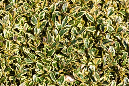 Photo for The Buxus Sempervirens Marginata - Royalty Free Image