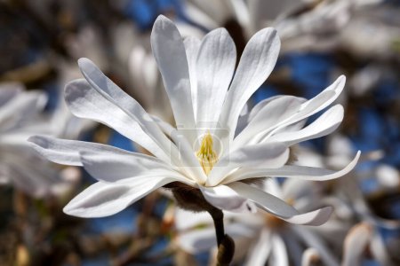 Photo for Beautiful blooming magnolia flowers, floral concept - Royalty Free Image