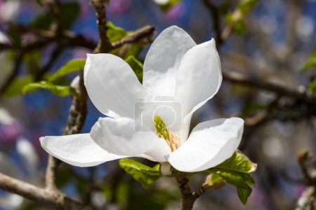 Photo for Beautiful blooming magnolia flowers, floral concept - Royalty Free Image