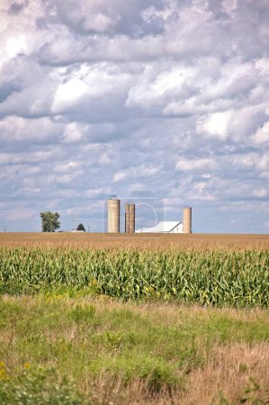 Photo for The Corn meets clouds - Royalty Free Image