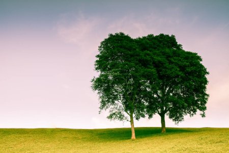 Photo for Two Trees on mountain - Royalty Free Image