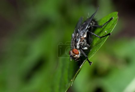 Photo for A fly on a leaf of the plant - Royalty Free Image