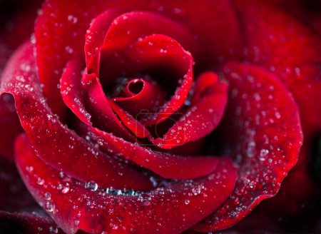 Téléchargez les photos : Rose rouge. Beau fond floral - en image libre de droit