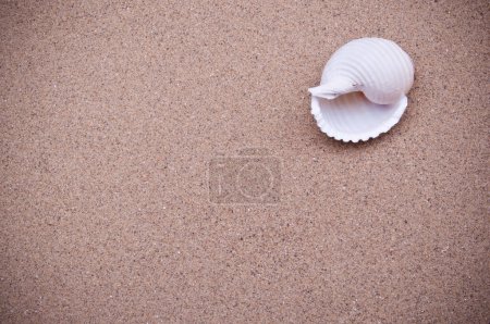 Foto de Ashells blancos en la arena. vacaciones de verano. - Imagen libre de derechos