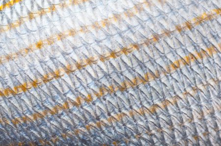 Foto de Escamas de pescado textura fondo - Imagen libre de derechos