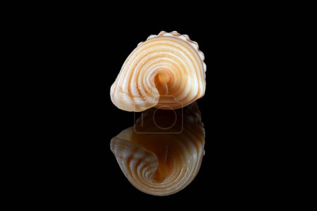 Foto de "Girdled horn snail seashell on black background" - Imagen libre de derechos