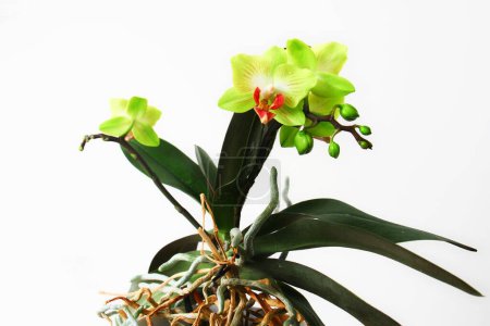 Foto de "Phalaenopsis in blossom, close up" - Imagen libre de derechos