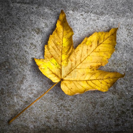 Photo for Leaf on the ground background view - Royalty Free Image