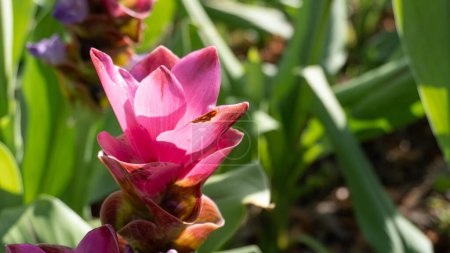 Photo for Pink Siam Tulip, close-up view - Royalty Free Image