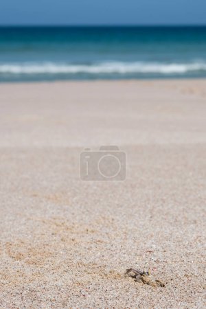 Photo for Ghost crab on a beach in Ras Al Jinz, Sultanate of Oman - Royalty Free Image
