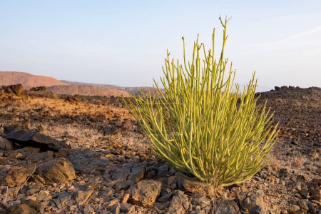 Foto de Euphorbia (Euphorbia larica), Sultanato de Omán - Imagen libre de derechos