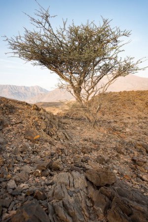 Photo for Acacia Tree in a arid desert area, Mountains of the Sultanate - Royalty Free Image