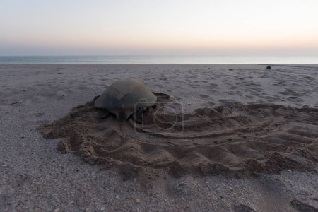 Téléchargez les photos : Turle de mer épuisée après la nidification à Ras Al Hadd, Oman - en image libre de droit
