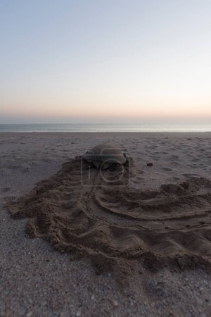 Photo for Exhausted Sea turle after nesting in Ras Al Hadd, Oman - Royalty Free Image