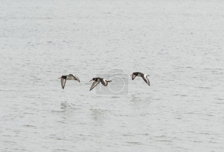 Foto de Flock of oystercatchers in flight - Imagen libre de derechos