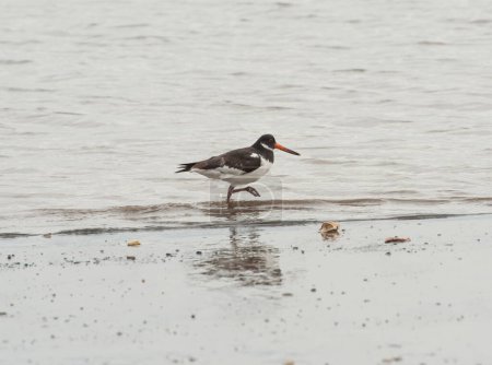 Photo for Oystercatcher bird wading on the beach - Royalty Free Image