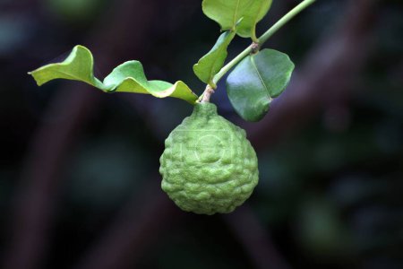 Téléchargez les photos : Bergamot on tree farm closeup, kaffir Lime Leaf garden - en image libre de droit