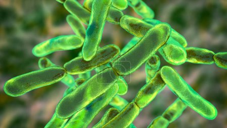 Téléchargez les photos : Bactéries Bifidobacterium, flore normale de l'intestin humain - en image libre de droit