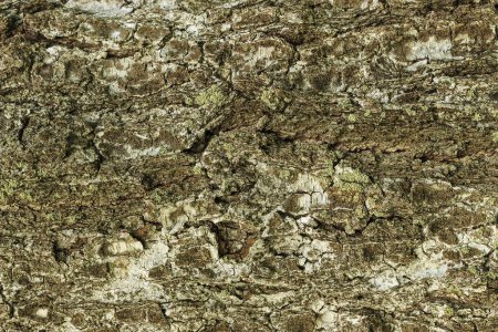 Photo for Abstract creative backdrop.  bark of birch tree texture - Royalty Free Image