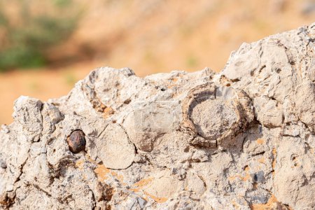 Téléchargez les photos : Fossiles, Sharjah, UAE view - en image libre de droit