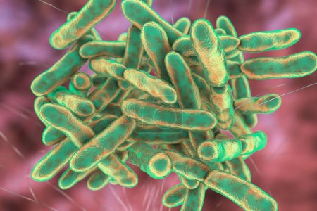 Foto de Bacterias Bifidobacterium, flora normal del intestino humano - Imagen libre de derechos
