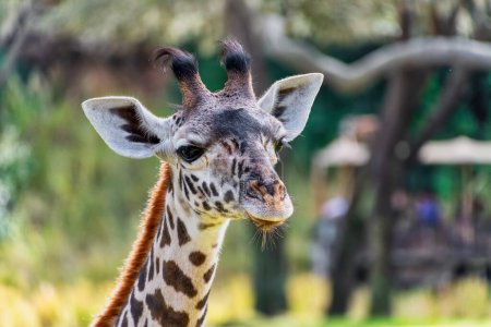 Téléchargez les photos : Belle girafe dans l'habitat naturel - en image libre de droit