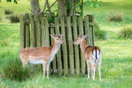 Téléchargez les photos : Deux cerfs debout au jardin - en image libre de droit