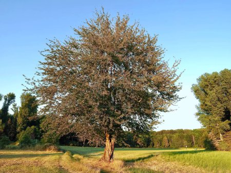 Photo for "Big cherry tree on a meadow" - Royalty Free Image