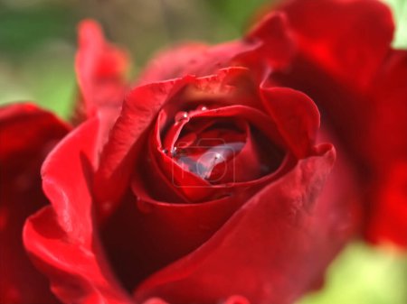 Téléchargez les photos : Rose rouge. Beau fond floral - en image libre de droit