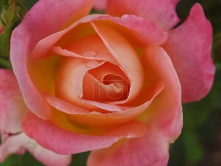 Photo for Pink rose close up - Royalty Free Image
