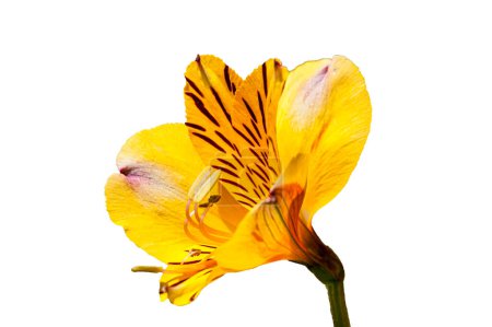 Photo for Alstroemeria Golden Delight. Beautiful floral background - Royalty Free Image