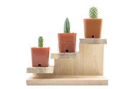 Téléchargez les photos : Étape pour grandir de Cactus. - en image libre de droit