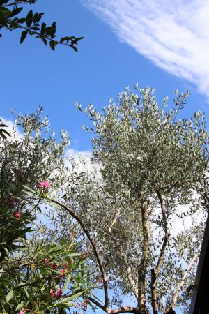 Photo for Olive grove background view - Royalty Free Image