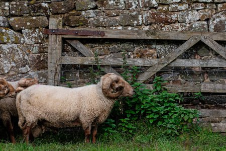 Foto de Horned Portland pastoreo de ovejas - Imagen libre de derechos