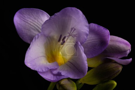 Téléchargez les photos : Belle fleur de Fuchsia vue rapprochée - en image libre de droit