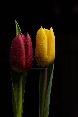 Photo for Tulip flowers over black background - Royalty Free Image