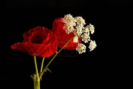 Téléchargez les photos : Belle fleur de pavot rouge - en image libre de droit
