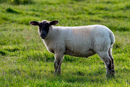 Téléchargez les photos : Pâturage de moutons dans des terres agricoles ouvertes - en image libre de droit