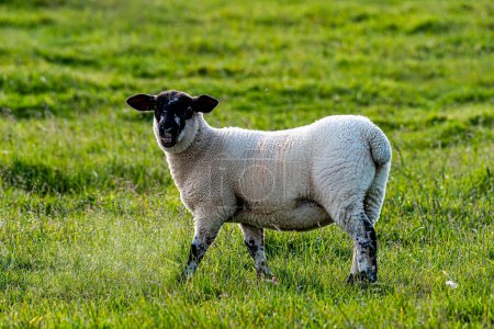 Téléchargez les photos : Pâturage de moutons dans des terres agricoles ouvertes - en image libre de droit