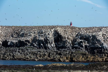 Foto de Colonia reproductora de verano de Puffins, Terns Atrctic - Imagen libre de derechos