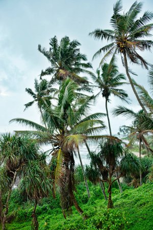 Téléchargez les photos : Palmiers le long de la plage de Galle - en image libre de droit
