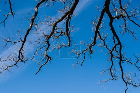 Photo for Branches on sky background view - Royalty Free Image