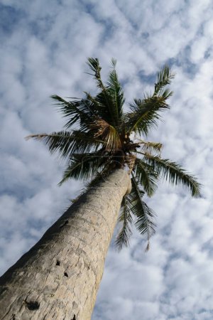 Téléchargez les photos : Vue vers le haut d'une vue de fond de palmier - en image libre de droit