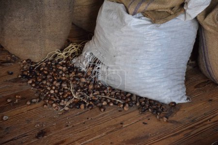 Téléchargez les photos : Sacs de noix de muscade dans un entrepôt, gros plan - en image libre de droit