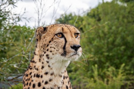 Foto de Cheetah en cautiverio de cerca - Imagen libre de derechos