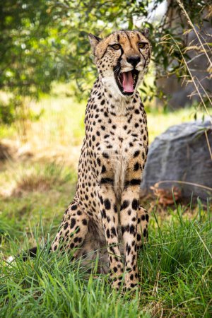 Foto de Cheetah en cautiverio de cerca - Imagen libre de derechos