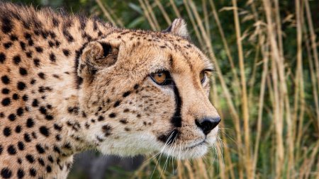 Téléchargez les photos : Guépard animal dans la nature herbe, flore et faune concept - en image libre de droit