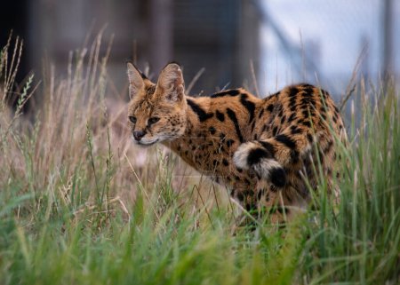 Photo for "Serval cat in captivity" - Royalty Free Image