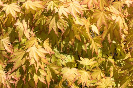 Photo for Acer Tree Leaves background view - Royalty Free Image